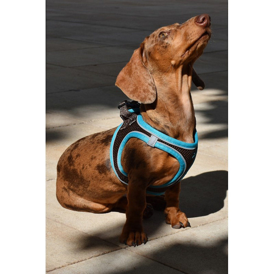 Nayeco X-TRM Neo Marr&oacute;n arn&eacute;s para perros, , large indicador imagen numero 2